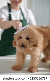 Groomer Brushing Small Dog To Remove Excess Hair From Dogs Coat