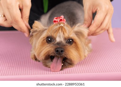 Groomer cleans ears of Yorkshire Terrier at home, professional care of dog, groomer services. portrait of a yorkshire terrier being held by the ears - Powered by Shutterstock