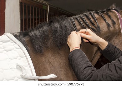 Groomer Horse Mane Braids Before Competition