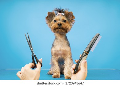 Groomer Makes A Haircut For A Small Dog In The Salon