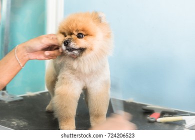 Groomer Man Haircut Cute Pomeranian In Hair Service. Dog Grooming, Pet , Beauty And Business Concepts.