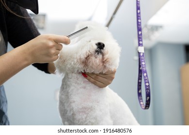 Groomer Performing Combing And Haircut A Dog Bichon Frise In The Barber Shop For Dogs