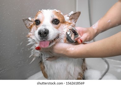 Groomer puts shampoo on fluffy wet fur of the funny welsh corgi pembroke dog. Dog taking a bubble bath in grooming salon