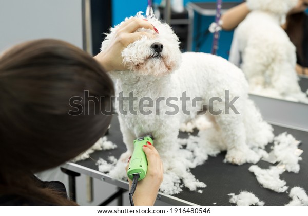 Groomer trimming a small dog Bichon Frise\
with an electric hair clipper. Cutting hair in the dog hairdresser\
a dog Bichon Frise. Hairdresser for\
animals