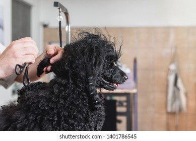 Groomer Unraveling Tangles From Poodle's Hair With Scissors In Grooming Salon For Dogs