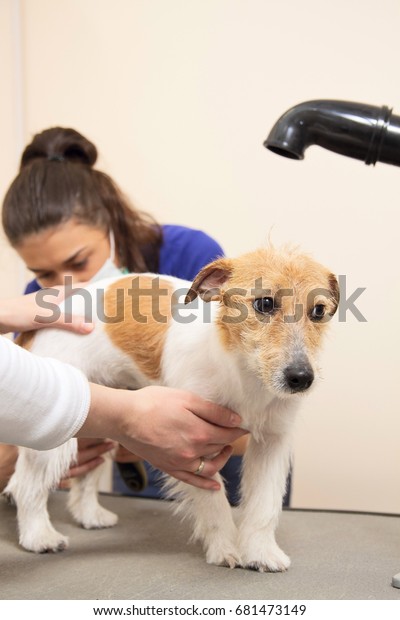 hair of the dog grooming