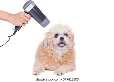 Groomer Using Blow Dryer On Dog Stock Photo (Edit Now) 408638758