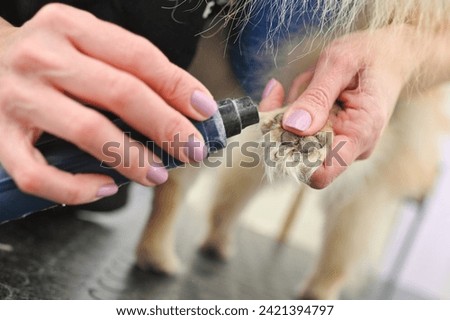 A groomer or veterinarian grinds the claws of a dog in close-up.Professional pet care in a specialized salon.salon.