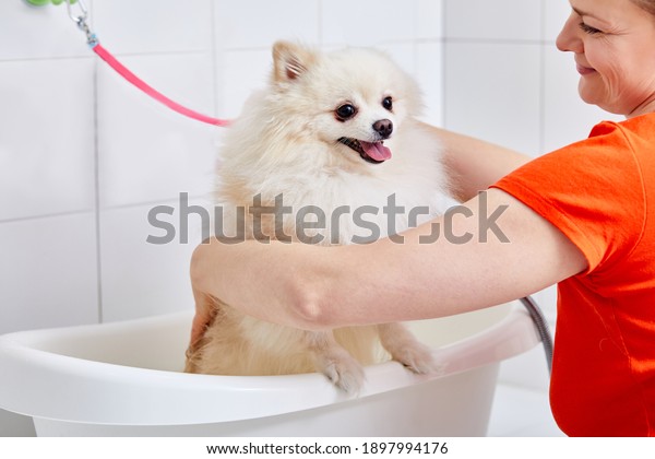 groomer\
washing a dog in bathroom, cute fluffy wet pomeranian in soap and\
water. clean funny animal, grooming\
concept