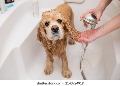 Groomer Washing Dog Ears In Bathroom. Sad Wet Spaniel In The Bathroom While Washing. Dog Muzzle Close Up.