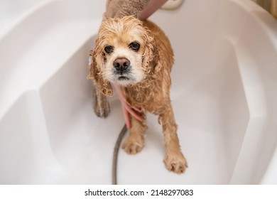 Groomer Washing Dog's Paws In Bathroom. Sad Wet Spaniel In The Bathroom While Washing. The Sad Muzzle Of The Dog Looks At The Camera.