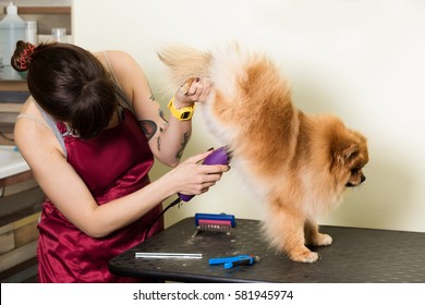 Groomer woman haircut cute pet in hair service. Dog grooming