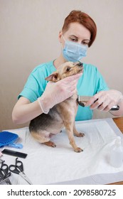 Groomer Woman In A Medical Mask And Gloves Cut The Hair On The Neck Of A Yorkshire Terrier Dog With An Electric Clipper. Pedigree Dog Grooming, Pet Grooming. Vertical Image