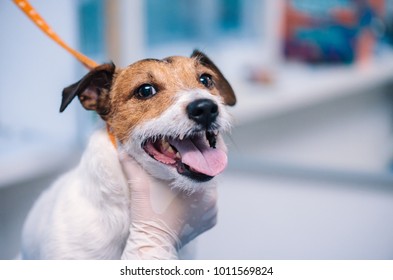 Groomer's Hand Holding Dog During Hair Trimming At Salon