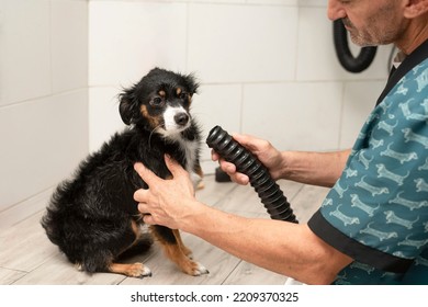 Grooming Animals, Grooming, Combing, Drying And Styling Dogs. Animal Groomer Cares For A Dog