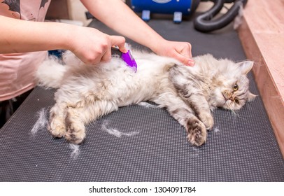 Cat Groomer Stock Photos Images Photography Shutterstock