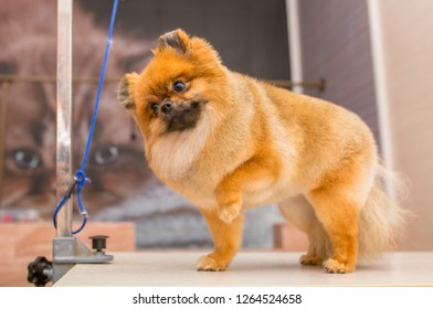 Grooming animals, grooming, drying and styling dogs, combing wool. Grooming master cuts and shaves, cares for a dog. Beautiful pomeranian spitz.