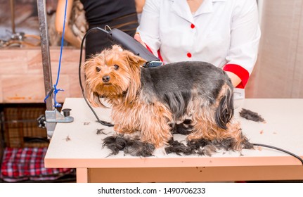 Dogs Hair Cut Images Stock Photos Vectors Shutterstock