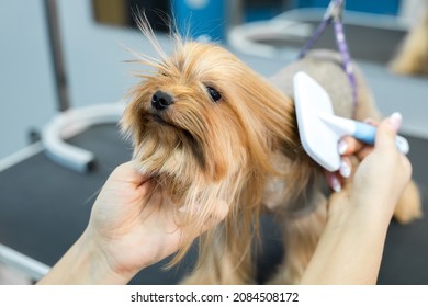 Grooming animals, grooming, drying and styling dogs, combing wool. Grooming master cuts and shaves, cares for a dog. Beautiful Yorkshire Terrier
