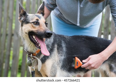 grooming big german shepherd outdoor - Powered by Shutterstock