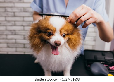 14,247 Dog groom Images, Stock Photos & Vectors | Shutterstock