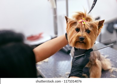 Dog Hairdresser Images Stock Photos Vectors Shutterstock
