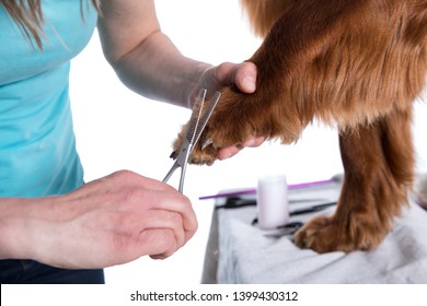Grooming Dog. Pet Groomer Brushing Dog's Hair With Comb At Salon