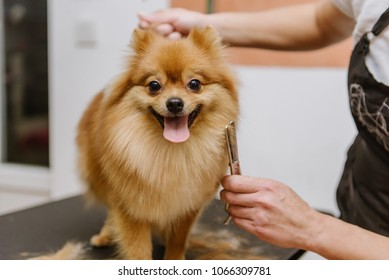 grooming dogs Spitz Pomeranian in the cabin