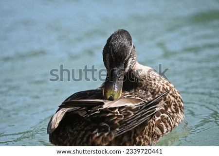 Grooming ducks in the river