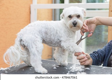 maltese grooming