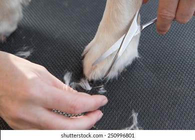 Grooming Golden Retriever Dog. Closeup Of Trimming  Paws By Scissors. The Dog Is Standing On A Black Table.