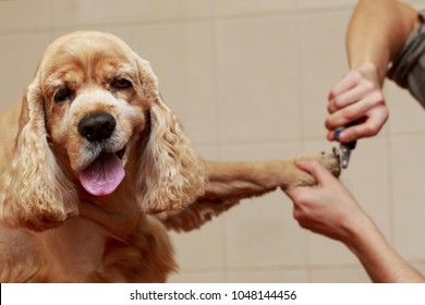 Grooming hair of a dog Cocker Spaniel