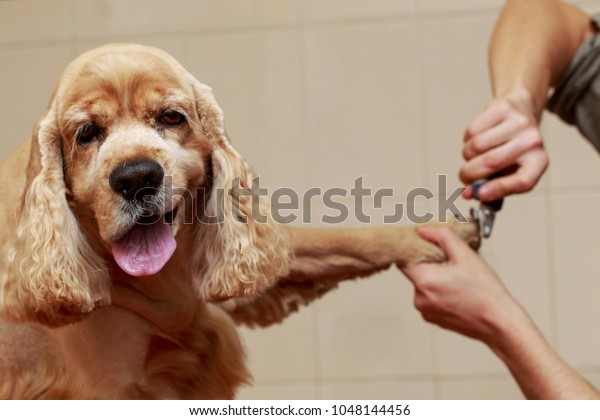 Photo De Stock De Coiffure Dun Chien Cocker Spaniel