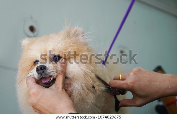 Grooming Hair Pomeranian Dog Haircut Dogs Stock Photo Edit