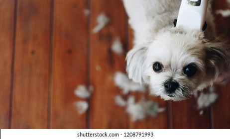 Shih Tzu Haircut Stock Photos Images Photography Shutterstock