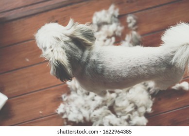 Royalty Free Shih Tzu Haircut Stock Images Photos Vectors