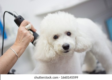 dog hair salon