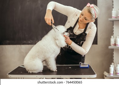 Grooming a little dog in a hair salon for dogs. Beautiful white poodle