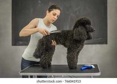 Dog Hairdresser Images Stock Photos Vectors Shutterstock