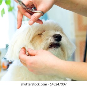 Grooming Maltese Dog