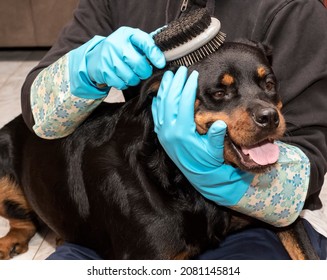 Grooming My Pet Rottweiler  With A Brush