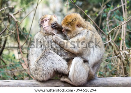 Grooming pair of Barbary Monkeys 