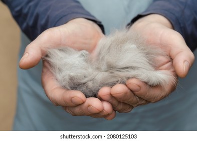 Grooming. Pets. A Man Is Holding A Bundle Of Gray Cat Hair In His Hands. A Ball Of Tangled Cat Hair.