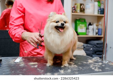 Grooming Pomeranian dogs in the salon. Professional dog care. - Powered by Shutterstock