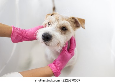 Grooming procedure. Jack Russell Terrier puppy takes a shower. Girl veterinarian in pink gloves washes a dog in a white bath with soap and shampoo - Powered by Shutterstock