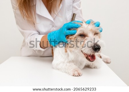 Grooming procedure in a veterinary clinic. Girl in blue gloves and a white coat stroking Jack Russell Terrier on the table before cutting.