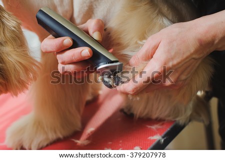 Grooming Purebred American Cocker Spaniel dog. Closeup of trimming paw by Woman groomer. The dog is standing on a red table.