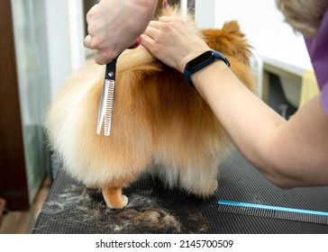 Grooming Red Pomeranian, Haircut, Dog Care