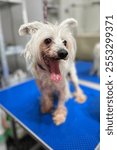 in a grooming salon on a blue table stands a white dog of the hairless Chinese Crested breed with a short haircut on the body and muzzle with an open mouth. the pet after bathing and haircut