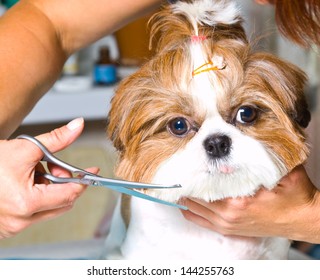 Grooming the Shih Tzu dog
